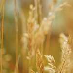 11 - 2017/3/27分　ブックビルディング